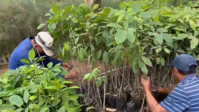 Azucareros donan 1500 plantas nativas a la Fundación AMITIGRA