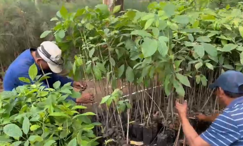 Azucareros donan 1500 plantas nativas a la Fundación AMITIGRA