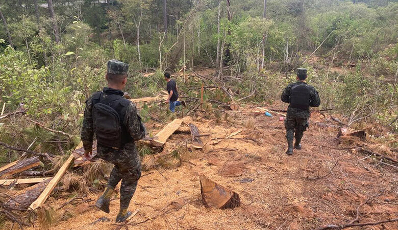 MP ejecuta acciones contra enemigos del bosque para frenar daños ambientales