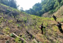 MP coordinó destrucción de plantación de hoja de coca ligada a los Montes Bobadilla