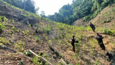 MP coordinó destrucción de plantación de hoja de coca ligada a los Montes Bobadilla