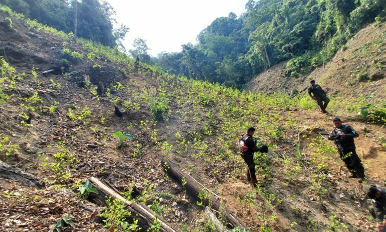 MP coordinó destrucción de plantación de hoja de coca ligada a los Montes Bobadilla