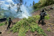PMOP asegura y destruye plantación de droga en Saba, Colón