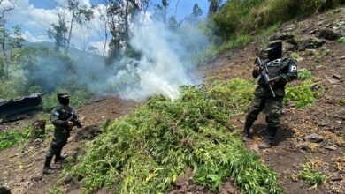 PMOP asegura y destruye plantación de droga en Saba, Colón