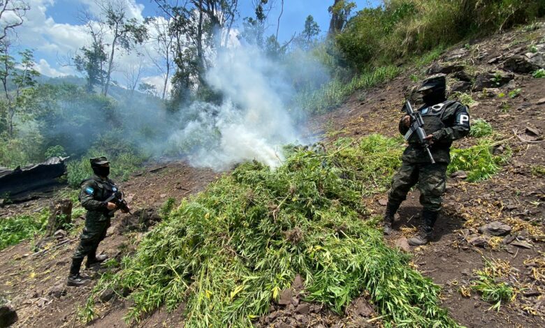 PMOP asegura y destruye plantación de droga en Saba, Colón