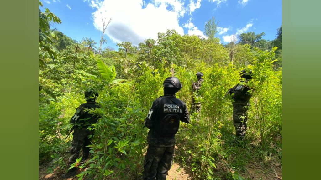 Aseguran dos plantaciones con 125 mil arbustos de hoja de coca en la Biósfera del Río Platano