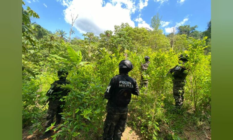 Aseguran dos plantaciones con 125 mil arbustos de hoja de coca en la Biósfera del Río Platano