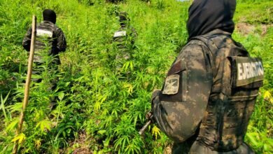 Aseguran dos plantaciones con 6,000 mil arbustos de supuesta marihuana en Tocoa, Colón