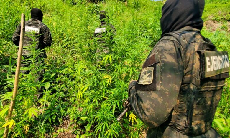 Aseguran dos plantaciones con 6,000 mil arbustos de supuesta marihuana en Tocoa, Colón