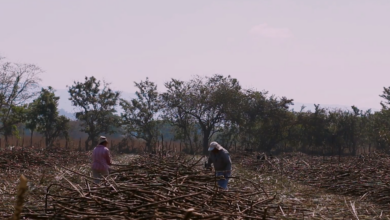 El rol vital de los cortadores de caña de azúcar en Honduras: sustento familiar y desarrollo económico (VIDEO)