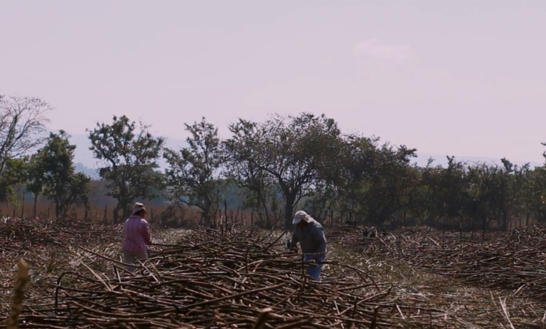 El rol vital de los cortadores de caña de azúcar en Honduras: sustento familiar y desarrollo económico (VIDEO)