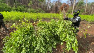 Erradican plantaciones de cultivo de coca en Olancho