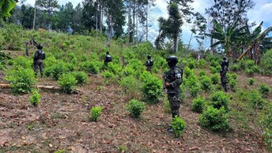 Ubican plantación de arbustos de hoja de coca en Atlántida