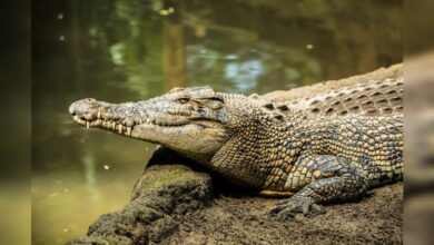 Alerta en Costa de los Amates por presencia de cocodrilos y lagartos en el río Goascorán