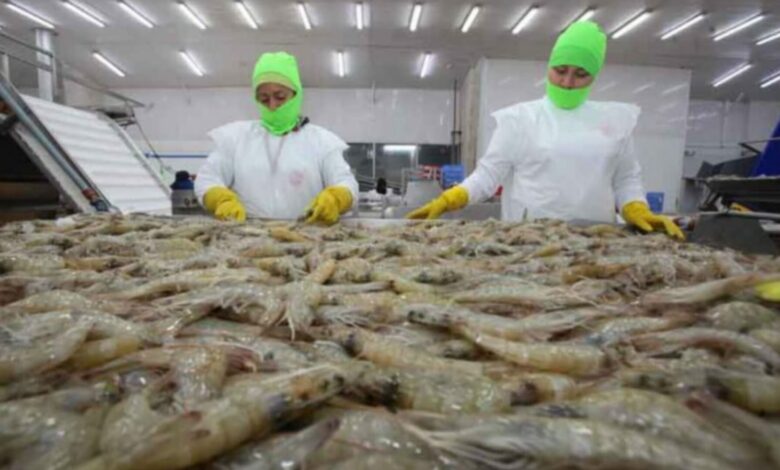 Anuncian envío de camarones hondureños a China Popular