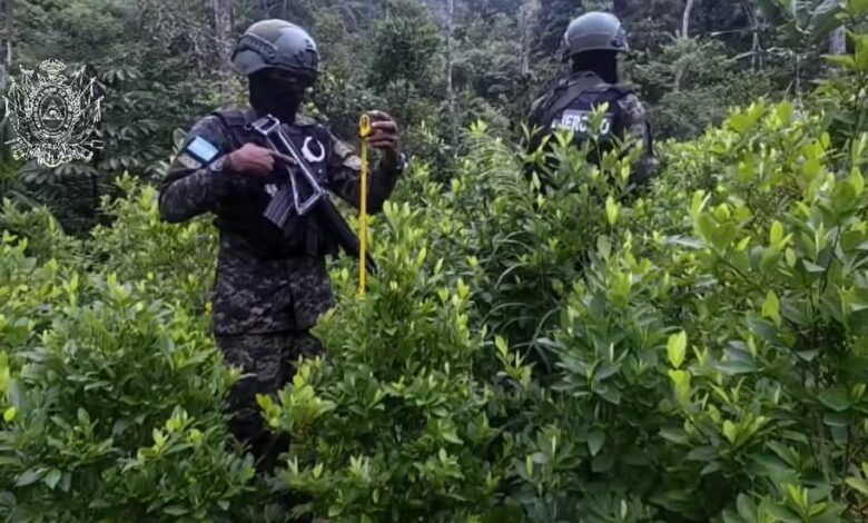 Aseguran plantación de 24,000 arbustos de coca en Yoro