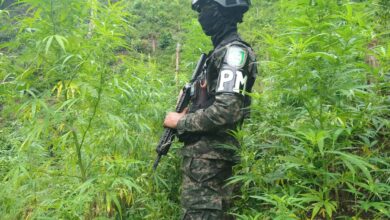 Desmantelan cuatro plantaciones de marihuana en Colón