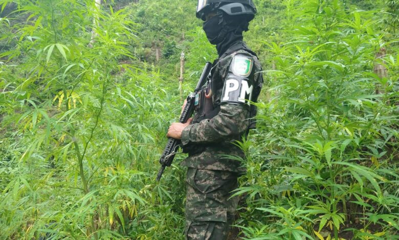 Desmantelan cuatro plantaciones de marihuana en Colón