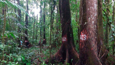 Honduras impone veda de 30 años para prohibir corte de caoba