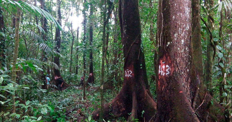 Honduras impone veda de 30 años para prohibir corte de caoba