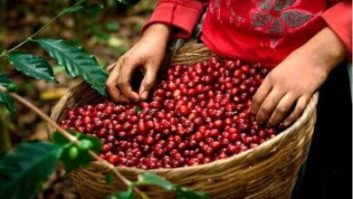 Exportaciones de café de Honduras caen un 11.4% en la cosecha 2023-2024