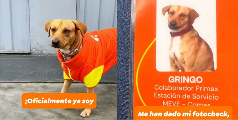 Perrito