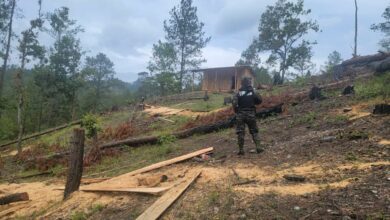 Detienen a hombre por tala ilegal en Gualaco y decomisan motosierra4