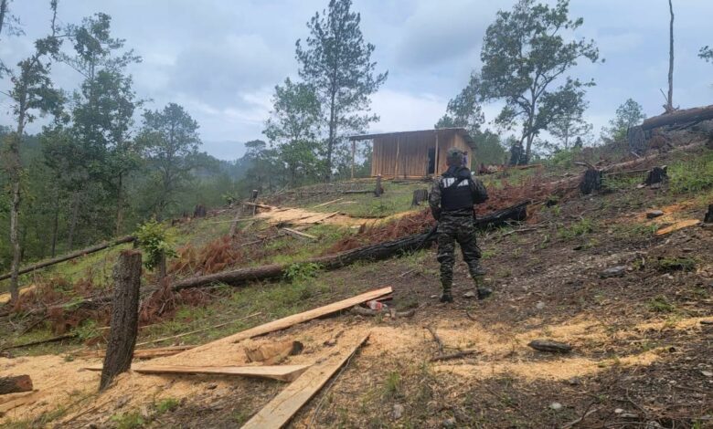 Detienen a hombre por tala ilegal en Gualaco y decomisan motosierra4