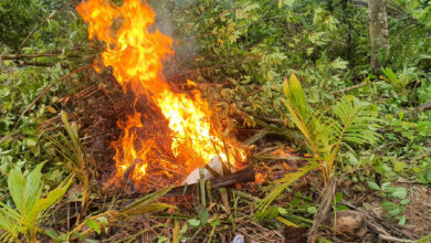 Erradicación de Plantación de Hoja de Coca en Atlántida