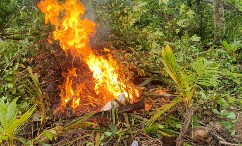 Erradicación de Plantación de Hoja de Coca en Atlántida