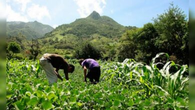 Honduras contará con un nuevo Censo Agropecuario con apoyo de la Unión Europea