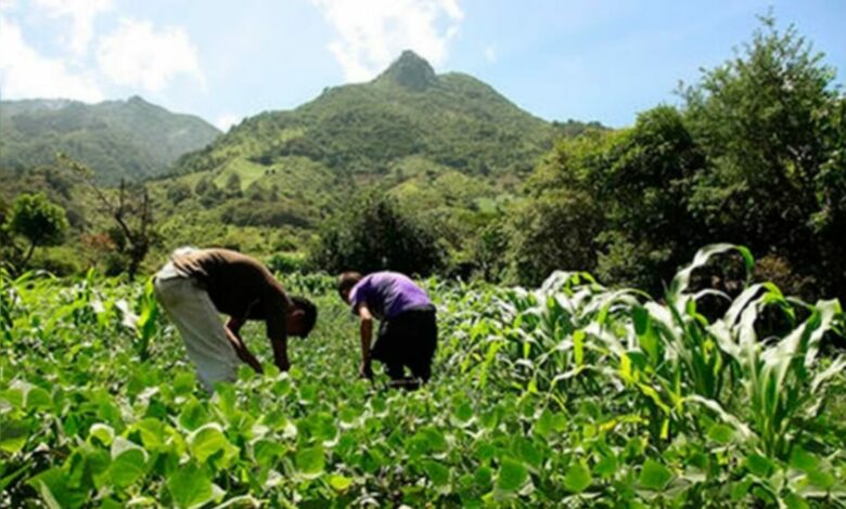 Honduras contará con un nuevo Censo Agropecuario con apoyo de la Unión Europea