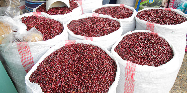 Honduras espera alcanzar una producción de 3 millones de quintales de frijoles