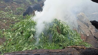 Incineran de 18,000 plantas de marihuana en Sabá, Colón