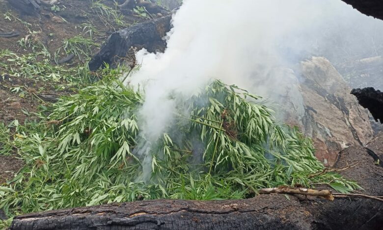 Incineran de 18,000 plantas de marihuana en Sabá, Colón