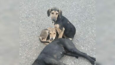 Pandilleros asesinan a tres perros en el Mercado Perisur