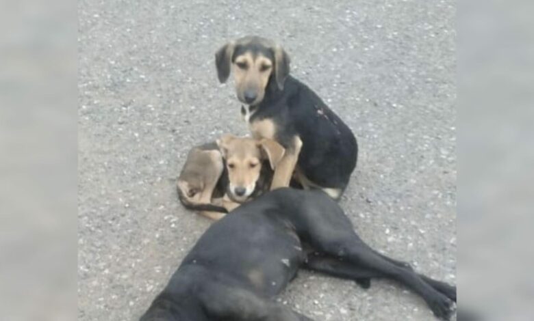 Pandilleros asesinan a tres perros en el Mercado Perisur