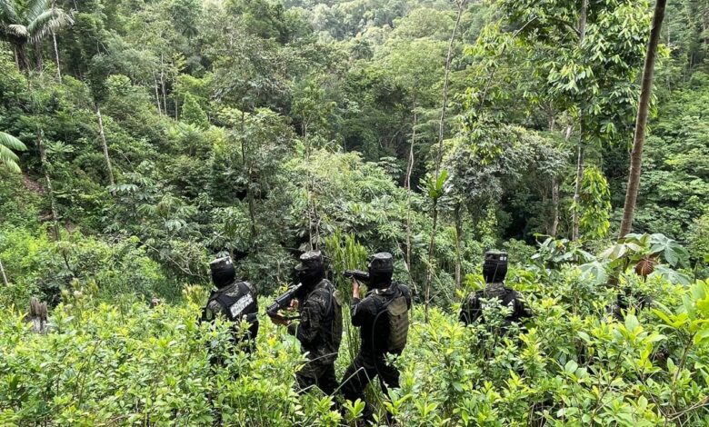 Descubren más de 124,000 arbustos de coca en Gracias a Dios