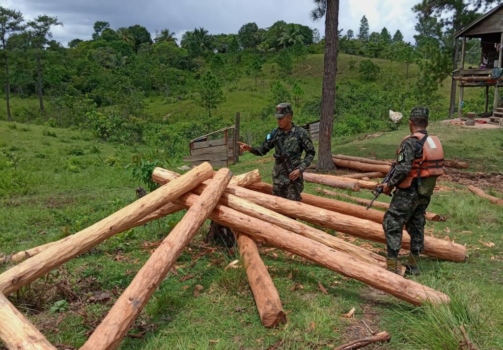 FF.AA. decomisa más de seis mil pies tablares de madera de pino y de caoba
