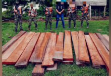 FF.AA. decomisa más de seis mil pies tablares de madera de pino y de caoba