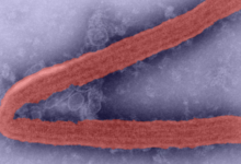 OMS advierte sobre una enfermedad incurable provocada por virus altamente contagioso