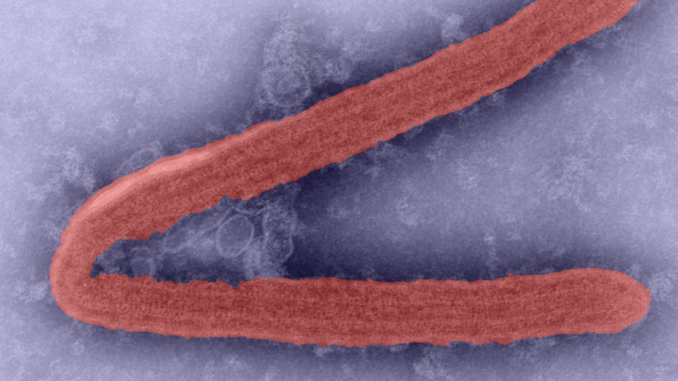 OMS advierte sobre una enfermedad incurable provocada por virus altamente contagioso