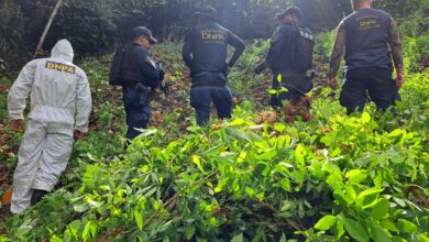 Erradican 90 mil arbustos de coca en la Reserva del Hombre en Iriona, Colón