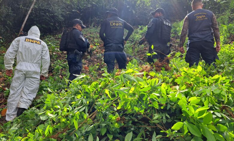 Erradican 90 mil arbustos de coca en la Reserva del Hombre en Iriona, Colón