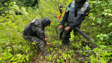 Aseguran plantación de supuesta hoja de coca en la Cordillera de Pico Bonito