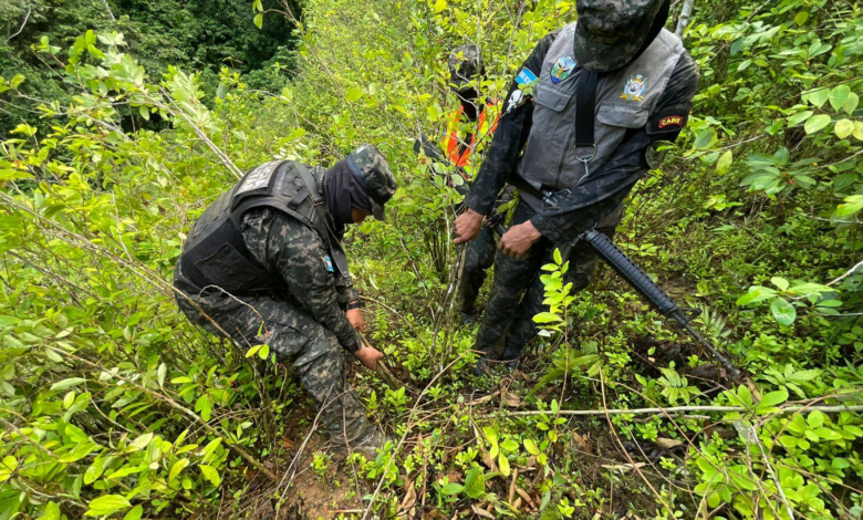 Aseguran plantación de supuesta hoja de coca en la Cordillera de Pico Bonito