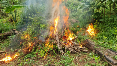 Erradican 14 mil arbustos de hoja de coca en sector montañoso de Trojes, El Paraíso