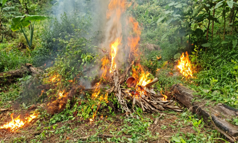 Erradican 14 mil arbustos de hoja de coca en sector montañoso de Trojes, El Paraíso