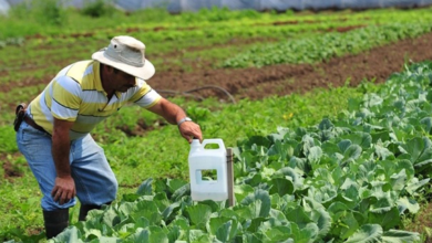 Préstamos para producción agrícola mantendrán su tasa a pesar del aumento en la TPM