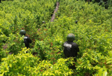 Fuerzas Armadas aseguran plantación de coca en el Caribe hondureño